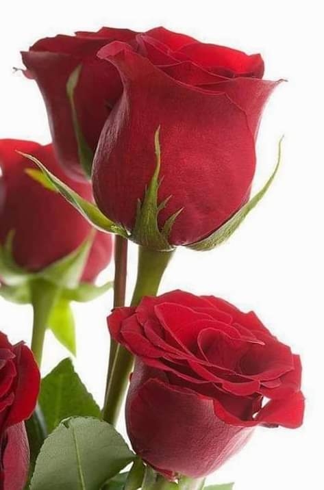 THESE FLOWERS SHALL WITHER