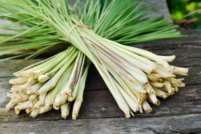 Day 1: LEMONGRASS