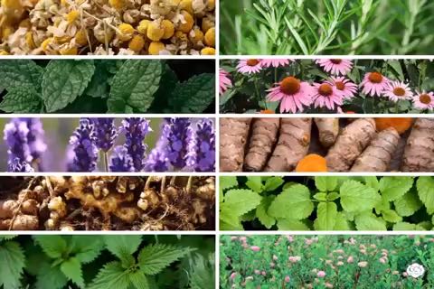 Day 4: 5 MUST- HAVE HERBS FOR A HOME APOTHECARY.