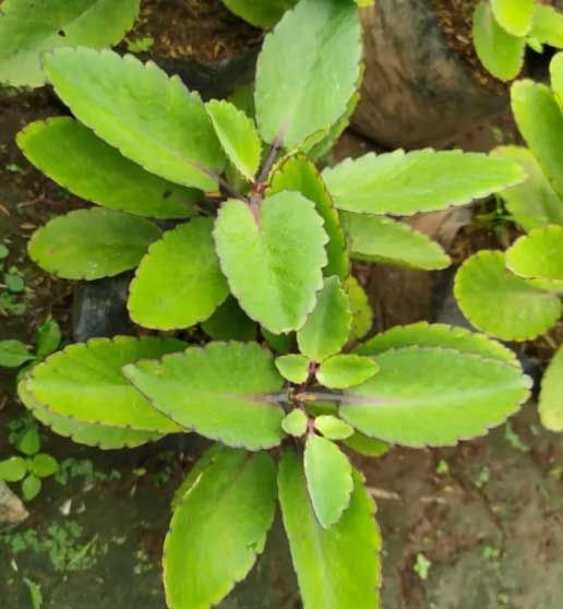 The Miracle Leaf You Never Knew 