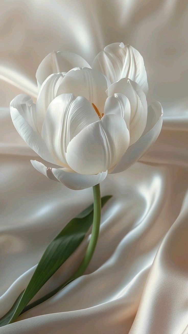 Tulip