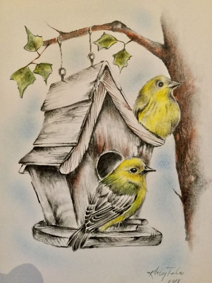 Sparrow