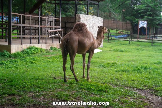 Experience a blend of wildlife and nature at the university of Ibadan zoo and botanical garden
