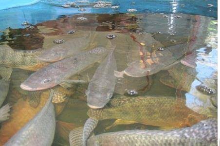 Explore the Mysterious River with thousands of untouchable fishes in Erijinyan Ekiti