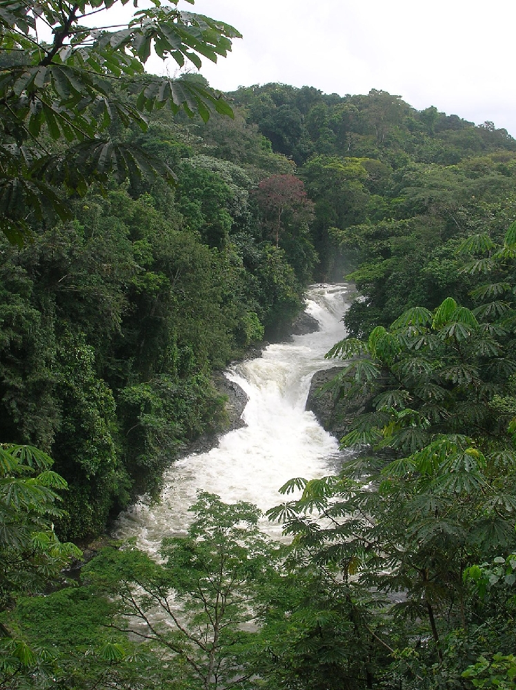 Oban Hills, Cross River one of Africa's Largest Rainforest. 