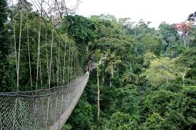 Explore the Famous Canopy Walkway in Kakum National Park