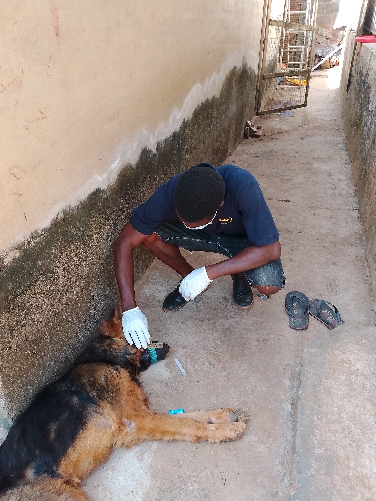 Animal care