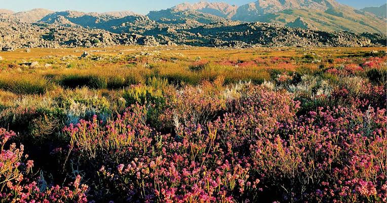 Cape Floral Region: A Global Biodiversity Hotspot