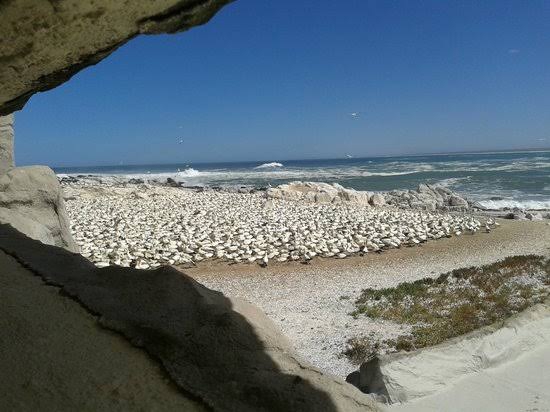 Bird Island Nature Reserve: A Seabird Sanctuary on the South African Coast