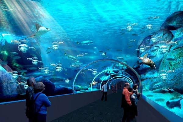 Two Oceans Aquarium – Dive into South Africa’s Underwater World