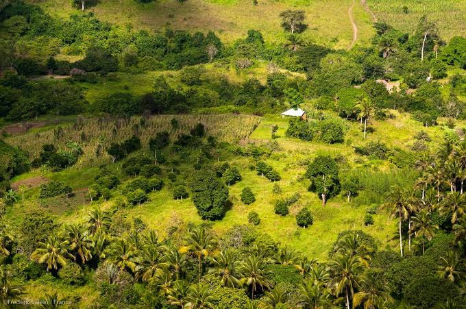 Kaya Mudzi Muvya – Sacred Forest of the Rabai People