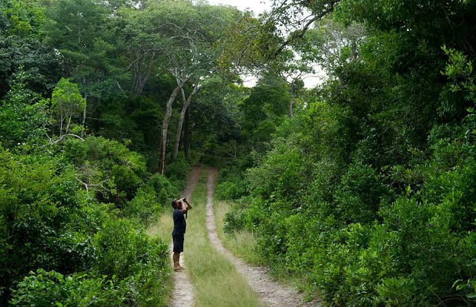 Arabuko Sokoke Forest is the largest remaining fragment of East Africa’s coastal dry forest, covering approximately 420 km²
