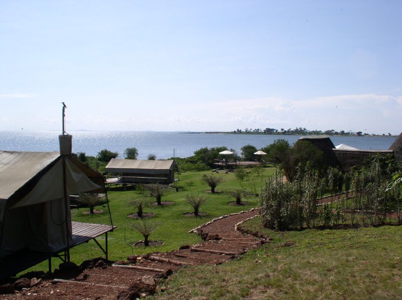 Ngamba Island Chimpanzee Sanctuary: A Heartfelt Haven for Uganda’s Chimpanzees