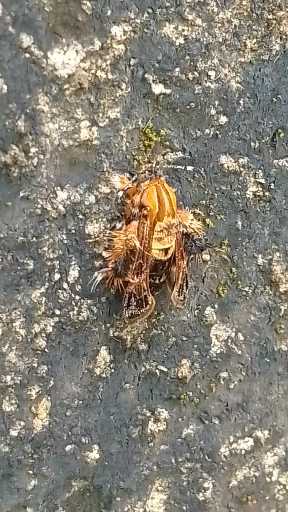 Videoed this winged fellow in my Sister's