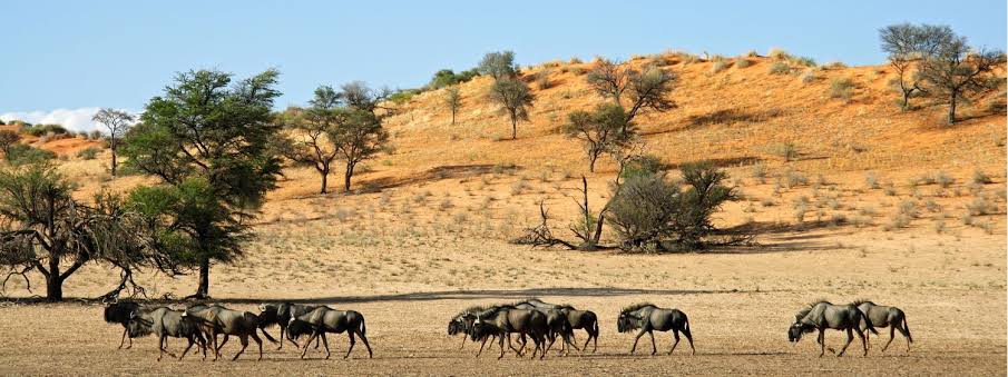 Kgalagadi Transfrontier Park – Where Desert Meets Wild Freedom